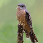 Sunda Brush Cuckoo / Cacomantis sepulcralis