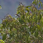 Chestnut-tipped Toucanet / Aulacorhynchus derbianus