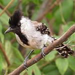 Silvery-cheeked Antshrike / Sakesphoroides cristatus