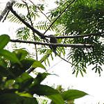 Purplish Jacamar / Galbula chalcothorax