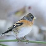 Юрок / Fringilla montifringilla