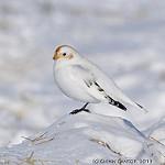 McKay's Bunting / Plectrophenax hyperboreus