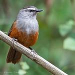 Palani Laughingthrush / Montecincla fairbanki