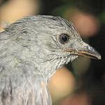 Screaming Piha / Lipaugus vociferans