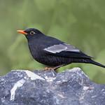 Grey-winged Blackbird / Turdus boulboul