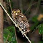 Андаманская совка / Otus balli