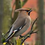 Свиристель / Bombycilla garrulus