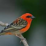 Красный фуди / Foudia madagascariensis