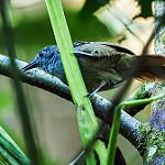 Rufous-tailed Stipplethroat / Epinecrophylla erythrura