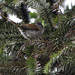 Araucaria Tit-Spinetail / Leptasthenura setaria