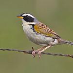 Аписа / Coryphaspiza melanotis