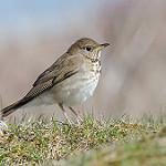 Grey-cheeked Thrush / Catharus minimus
