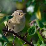 Пеночковые / Phylloscopidae фото