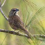 Рыжеспинная овсянка / Aimophila rufescens