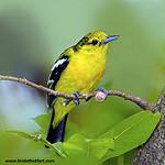Common Iora / Aegithina tiphia