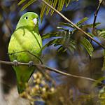 Turquoise-winged Parrotlet / Forpus spengeli