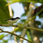 Black-and-white Antbird / Myrmochanes hemileucus