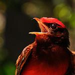 Guianan Red Cotinga / Phoenicircus carnifex