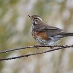 Белобровик / Turdus iliacus