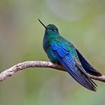 Great Sapphirewing / Pterophanes cyanopterus