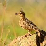 Sykes's Lark / Galerida deva