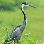 Черноголовая цапля / Ardea melanocephala