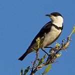 Banded Honeyeater / Cissomela pectoralis