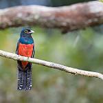 Blue-crowned Trogon / Trogon curucui