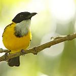Хальмахерский свистун / Pachycephala mentalis