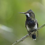 Wire-crested Thorntail / Discosura popelairii