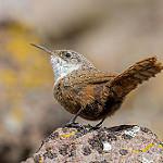 Canyon Wren / Catherpes mexicanus