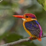 Зимородковые / Alcedinidae фото