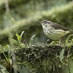 Трясогузковый певун / Parkesia motacilla