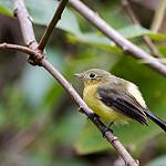 Чернохвостый широкохвост / Myiobius atricaudus