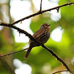 Black-streaked Puffbird / Malacoptila fulvogularis