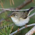 Пеночка-весничка / Phylloscopus trochilus
