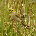 White-plumed Honeyeater / Ptilotula penicillata