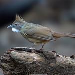 Ochraceous Bulbul / Alophoixus ochraceus