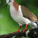 Caribbean Dove / Leptotila jamaicensis