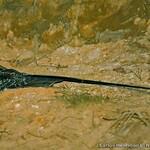 Long-trained Nightjar / Macropsalis forcipata