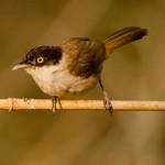 Dark-fronted Babbler / Dumetia atriceps