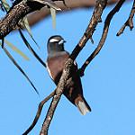 White-browed Woodswallow / Artamus superciliosus