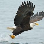 Ястребообразные / Accipitriformes фото