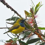 Cinnyris frenatus
