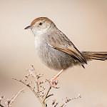 Grey-backed Cisticola / Cisticola subruficapilla