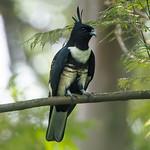 Black Baza / Aviceda leuphotes