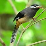 White-eared Sibia / Heterophasia auricularis