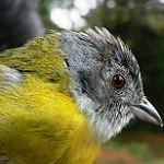 Серогорлый дромник / Chlorospingus canigularis