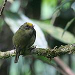 Желтокрылый манакин / Masius chrysopterus
