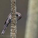 Little Wattlebird / Anthochaera chrysoptera